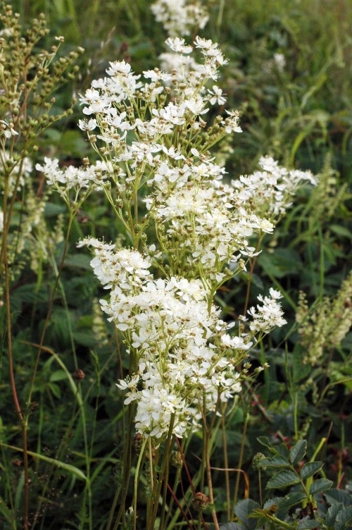 Dropwort has more open clusters of fewer, larger flowers than Meadowsweet
