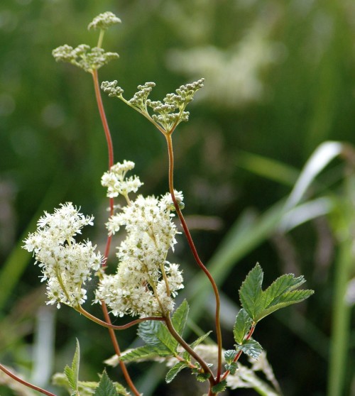 Flowers are creamy white and fragrant