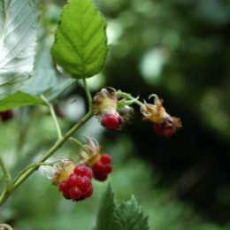Raspberry-Rubus idaeus