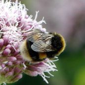 Bombus terrestris bumblebee